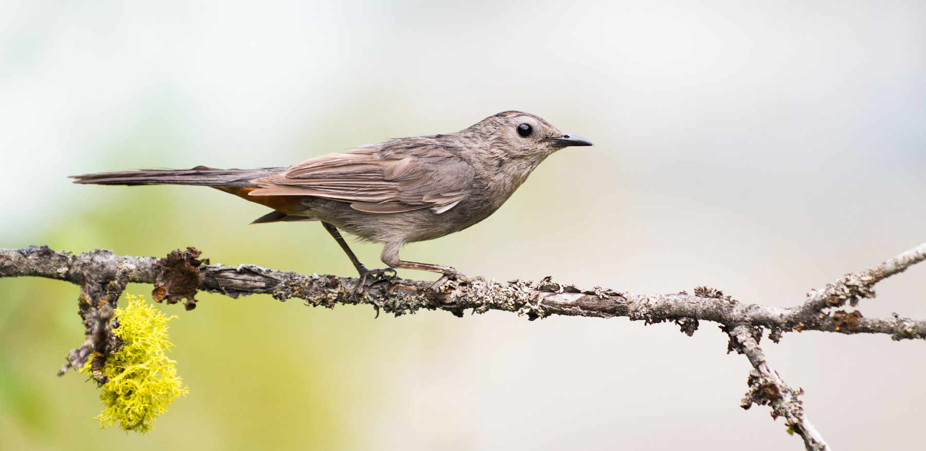 Leavenworth Birding