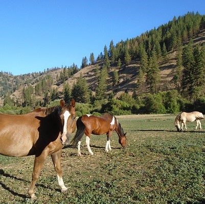 Eagle Creek Ranch Horseback Rides
