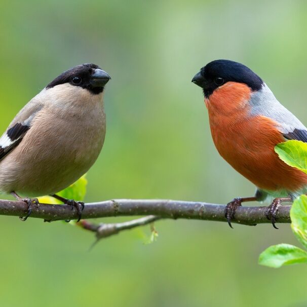 Two,Little,Birds,Sitting,On,Branch,Of,Tree.,Male,And
