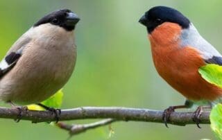 Two,Little,Birds,Sitting,On,Branch,Of,Tree.,Male,And