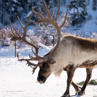 Gift Card for The Reindeer Farm