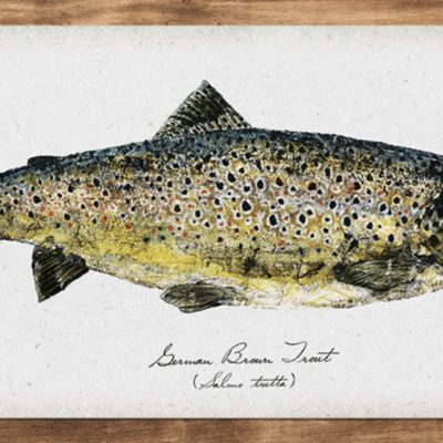 German Brown Trout
