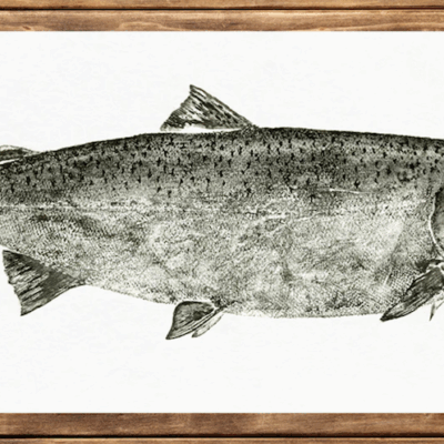Coho Salmon
